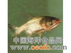 供應(yīng)鮮活水產(chǎn)品，優(yōu)選鳙魚與大頭寶，盡在東港市黃海水產(chǎn)品批發(fā)市場利源海鮮商行